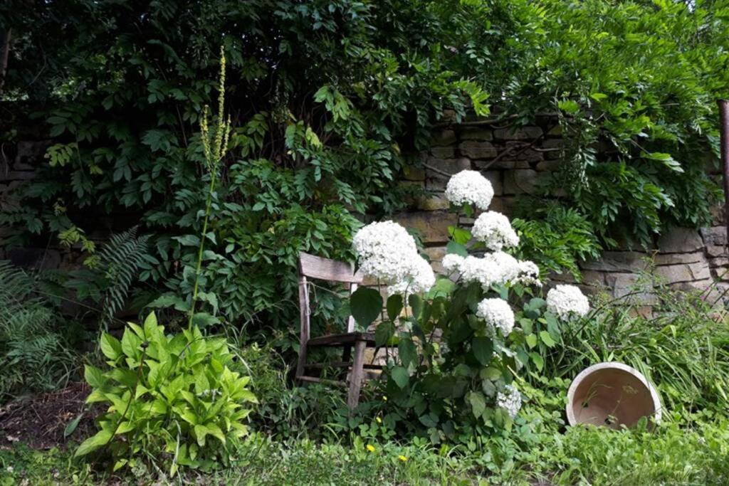 Apartment Eine Gemütliche Mit Garten